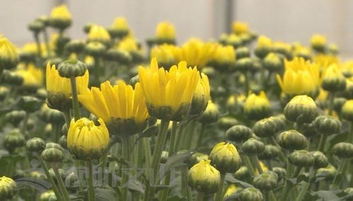 辛巴助力砚山花卉产业，绽放美丽经济新篇章