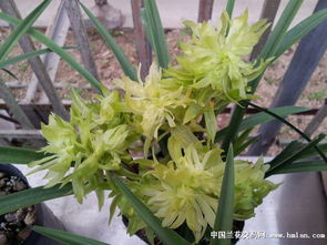 杂交春兰 现代花卉市场的璀璨明珠