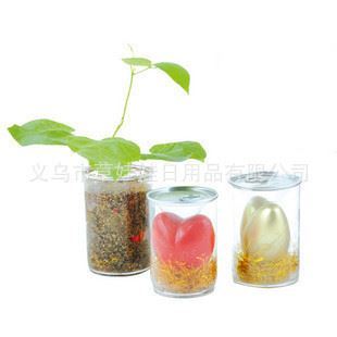 创意植物礼品新潮流 义乌市草娃娃日用品魔蛋魔豆系列全方位解析