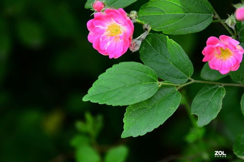 花卉元素与数码产品的设计融合 科技中的自然美学